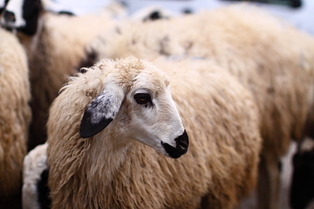 Ces beaux moutons seront tous égorgés dans les jours suivants... loi de la vie, et fête rituelle obligent.