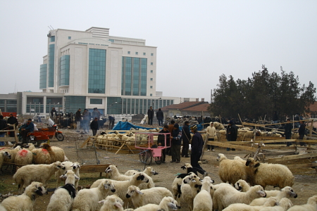 Bergers et moutons ont envahi la ville, en cette veille de Bayram Korban (fête de l'Aïd)
